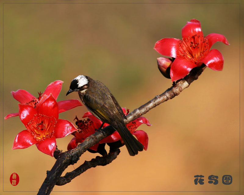 花鸟图 摄影 小胜