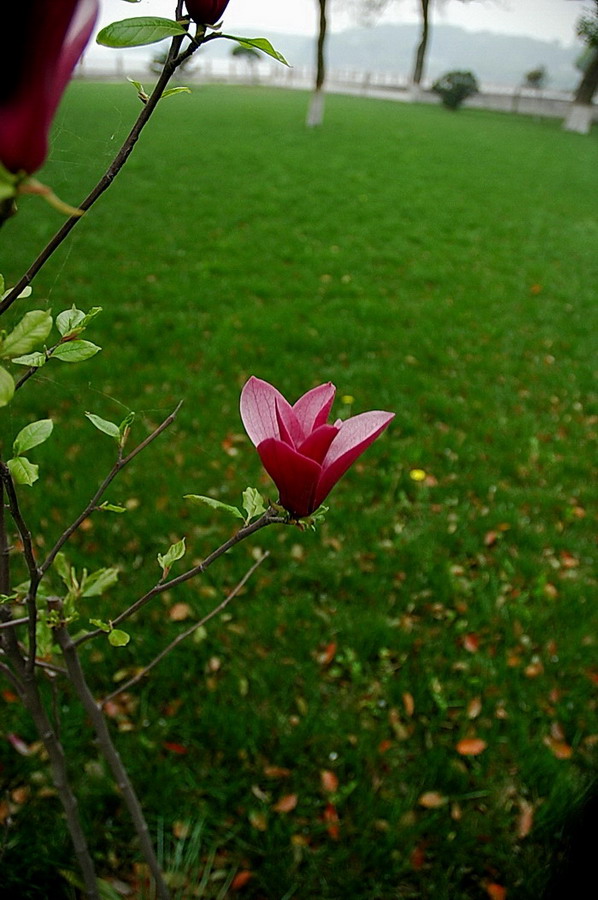 花 摄影 vieng