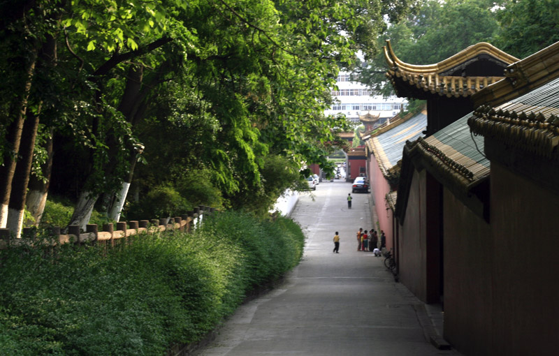 宫外 摄影 台城松