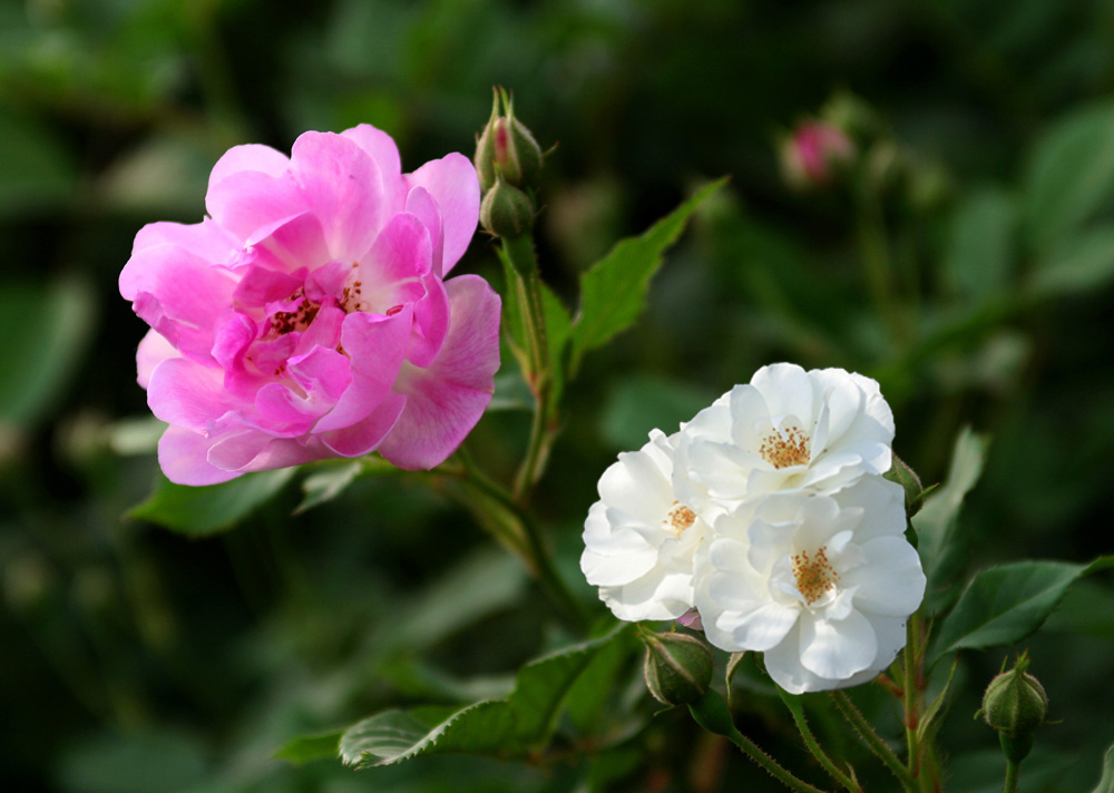 月季花 摄影 王柏杉