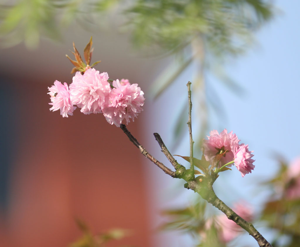 樱花 摄影 影惠友