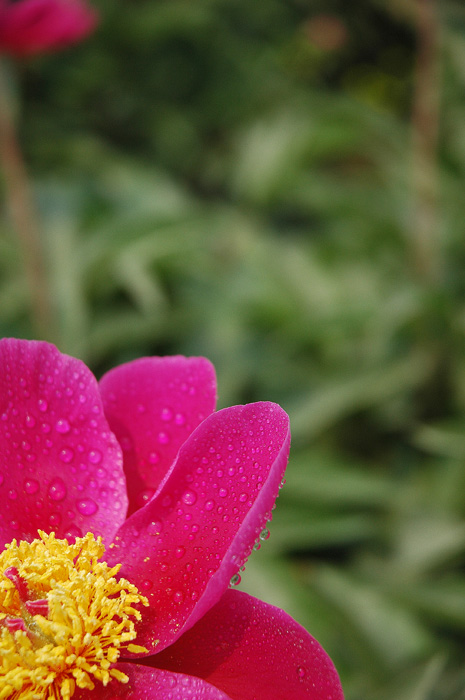 雨后芍药花 摄影 精美