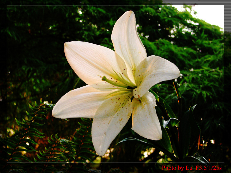 落日余辉下的花朵 摄影 LFANG