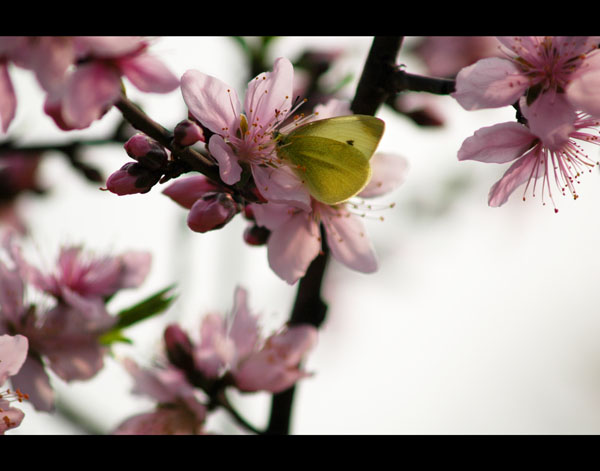 花 摄影 garyzhao