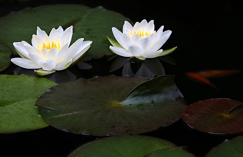 水莲花 摄影 路边一色狼