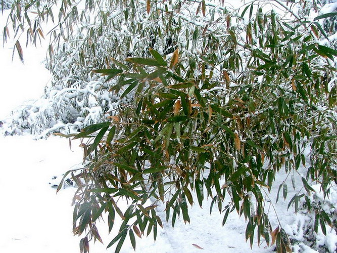 雪后劲竹 摄影 老马伏枥