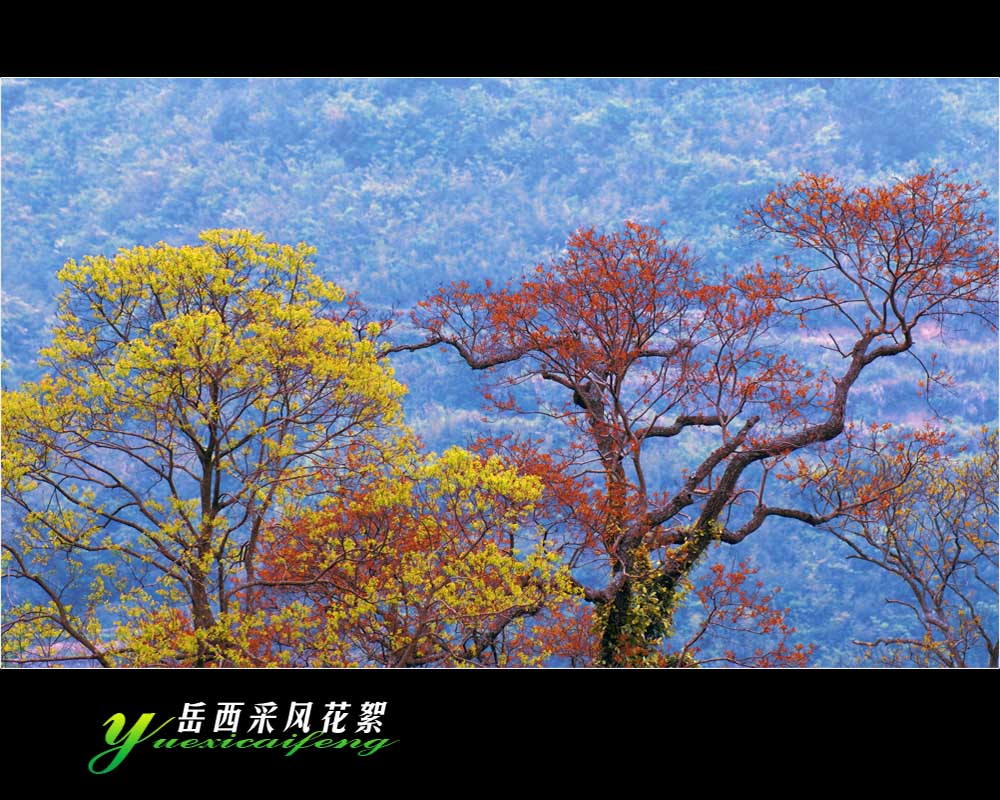 岳西采风花絮--老树新花又一春 摄影 山沐