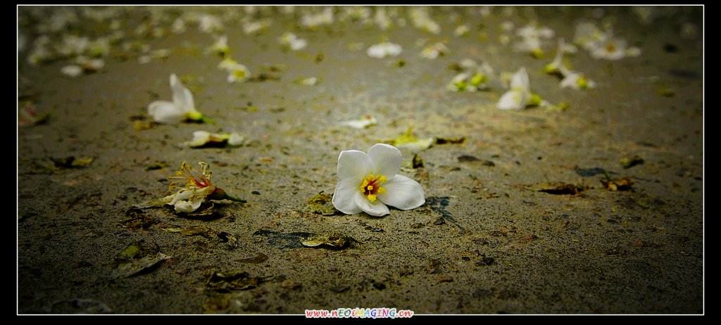 花落无声 摄影 雪域尼玛