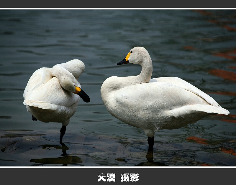 水上芭蕾--天鹅（2） 摄影 沙漠风暴