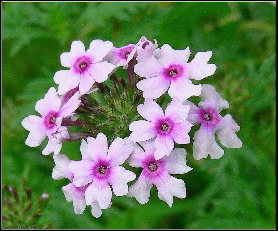 花卉 摄影 晨希