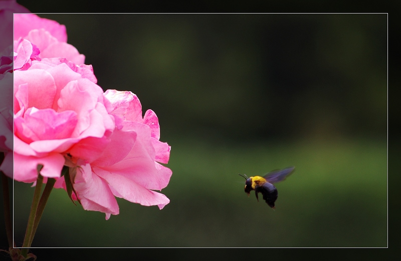 蜂花 摄影 烤红芋