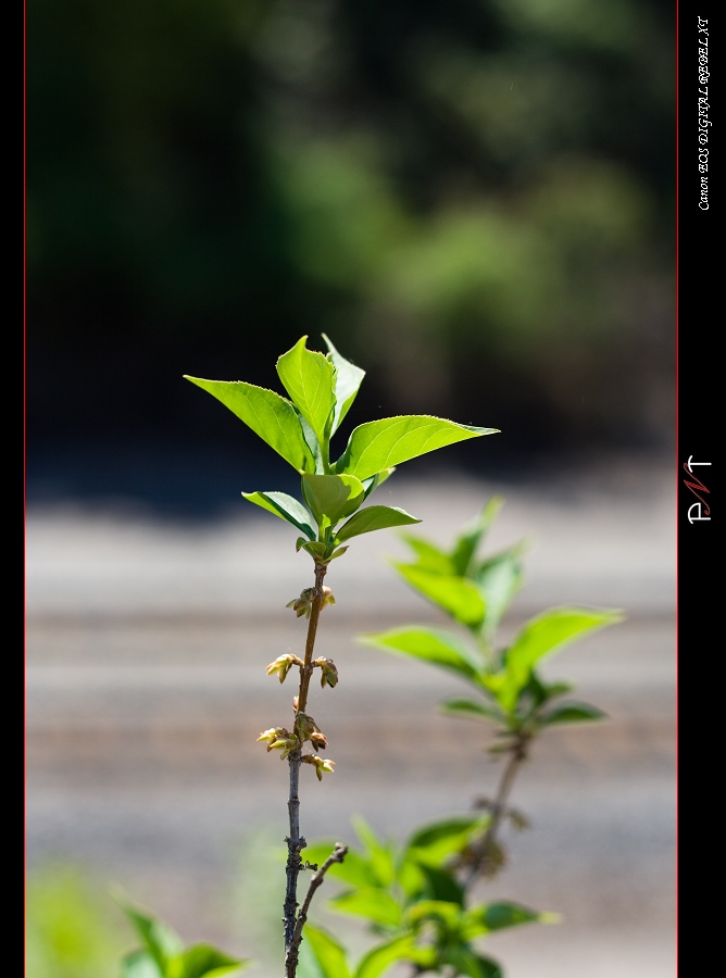 植物 摄影 PNT