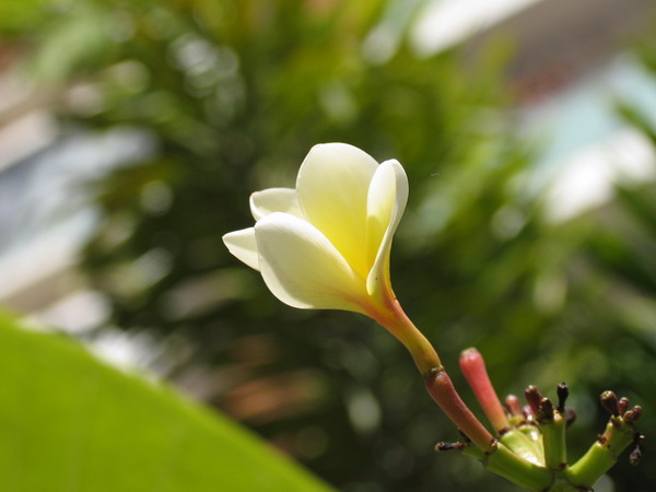 孤芳 摄影 齐鲁