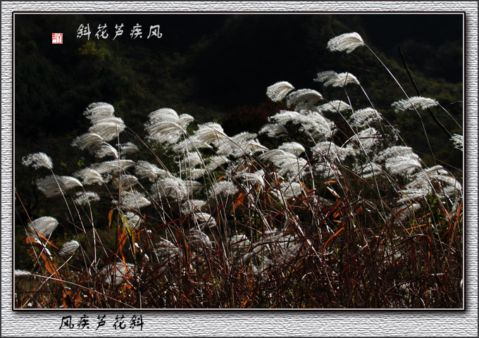 风疾芦花斜 摄影 半影老人