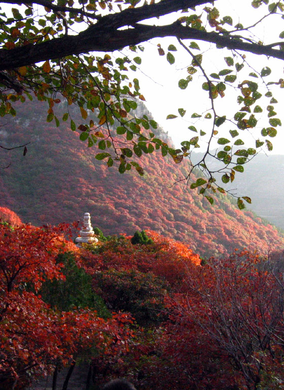 满山红遍 摄影 济南泉水