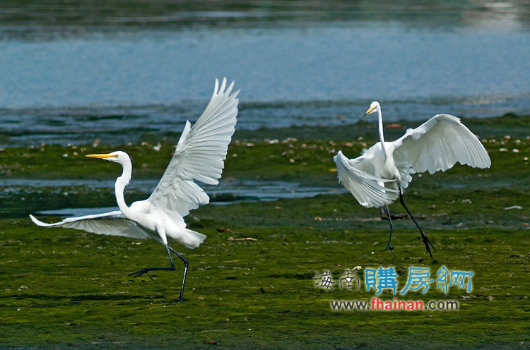 海南三亚 摄影 墨龙1688