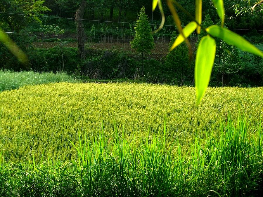 麦秀草长 摄影 神山员外