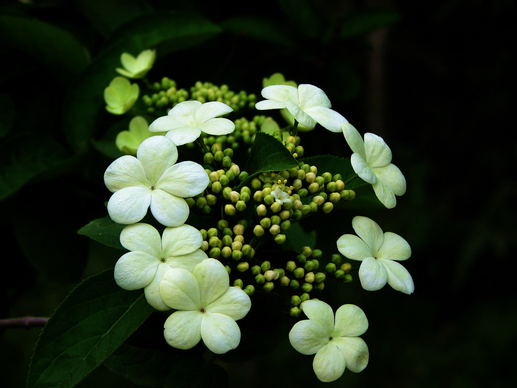 琼 花 摄影 月溪幽兰