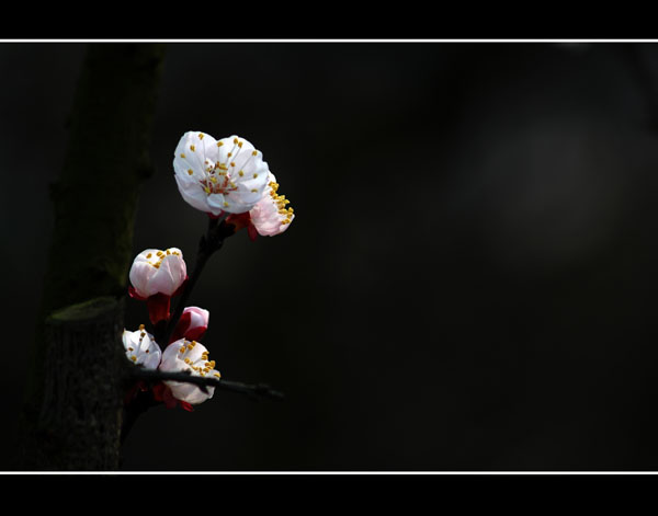 这不是梅花 摄影 garyzhao