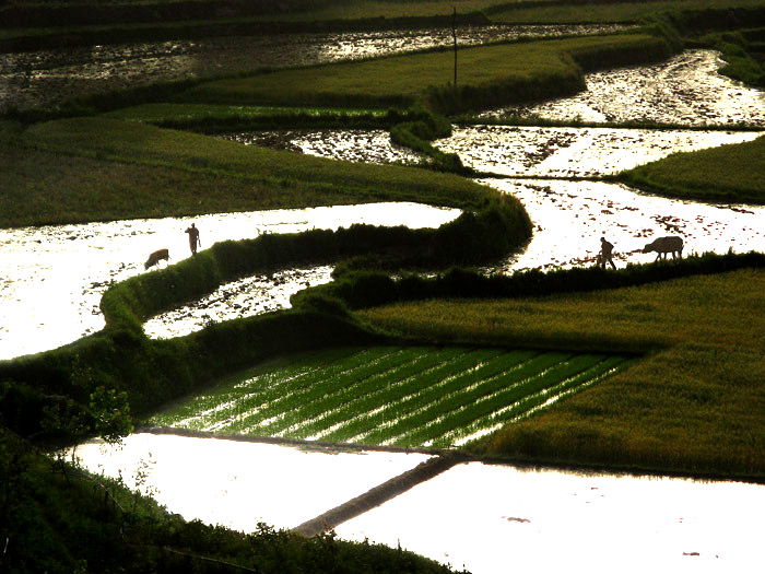 暮色田园 摄影 由色悟空