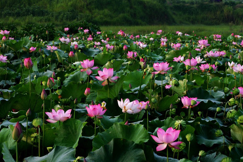 繁花似锦 摄影 时颖