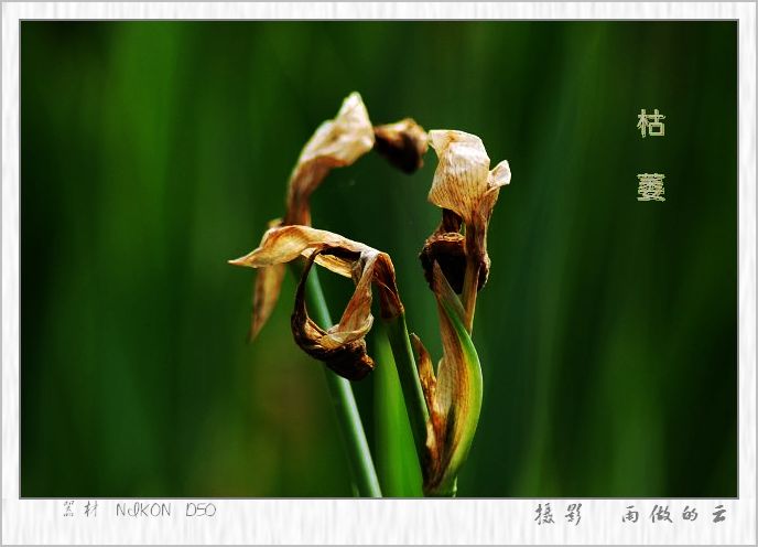 枯萎的美丽 摄影 雨做的云