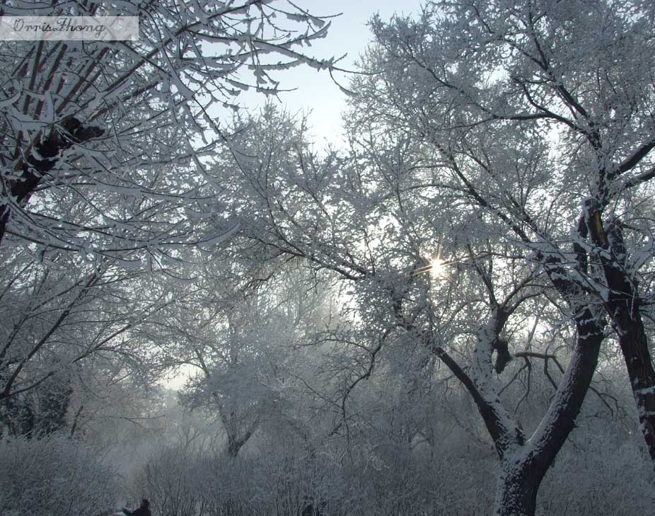 春雪-幽静林间 摄影 一碗浊酒