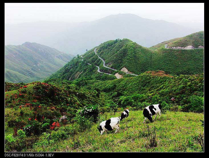 南山杜鹃红五月 摄影 袋子