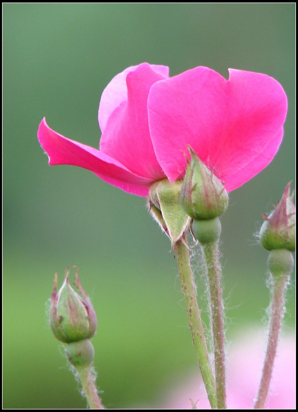 月季花 摄影 四海