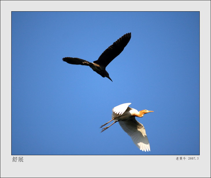 鹭舞晴天 摄影 老黄牛.