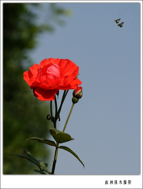 花香芬芳 摄影 山林溪水