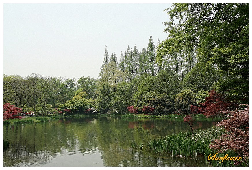 西湖初夏 摄影 向日葵_Joe