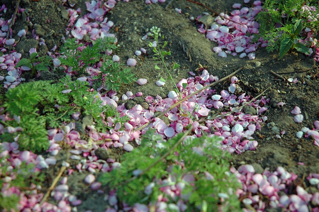 《桃花已去》 摄影 太空