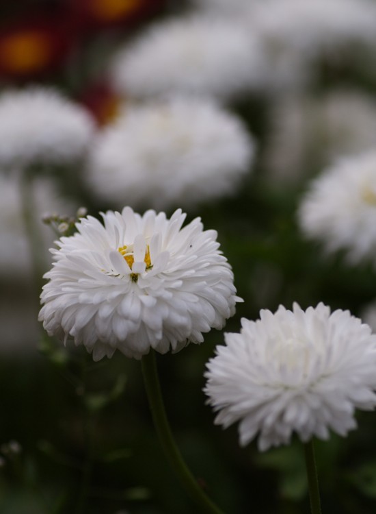 送 林妹妹 摄影 无名小花