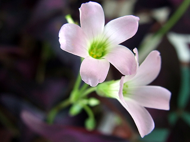 紫蝴蝶花 摄影 茹茄