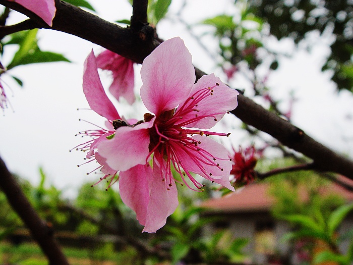 花 摄影 gipfelbaum