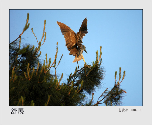 鹭舞晴天 摄影 老黄牛.