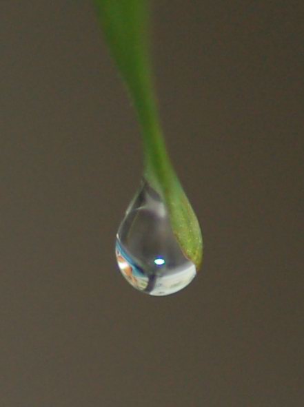 水珠 摄影 夕阳程程