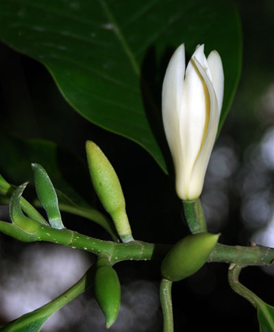 花仙子 摄影 数码玩家