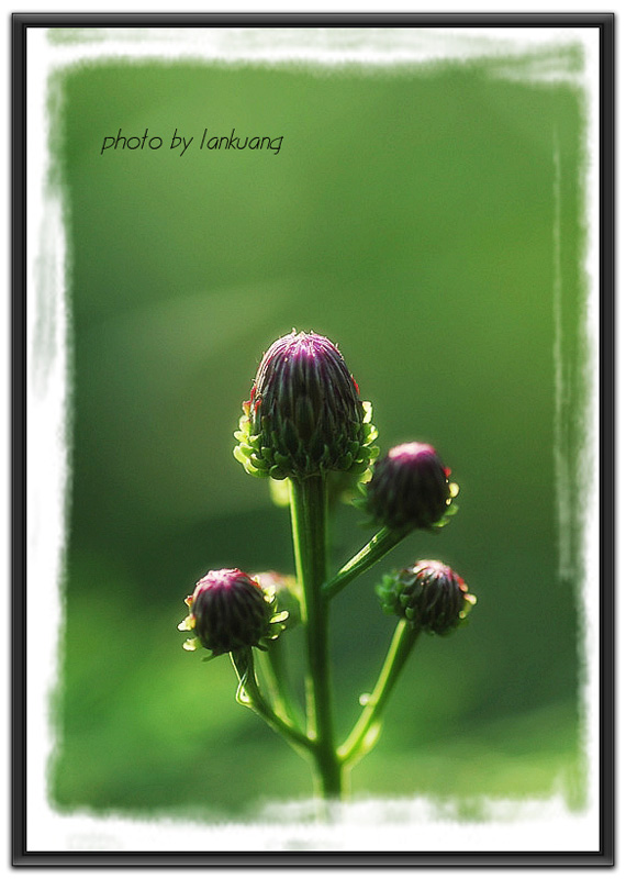 菊花 摄影 lankuang