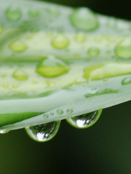 雨珠 摄影 夕阳程程