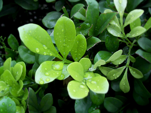 雨后嫩叶 摄影 才溢