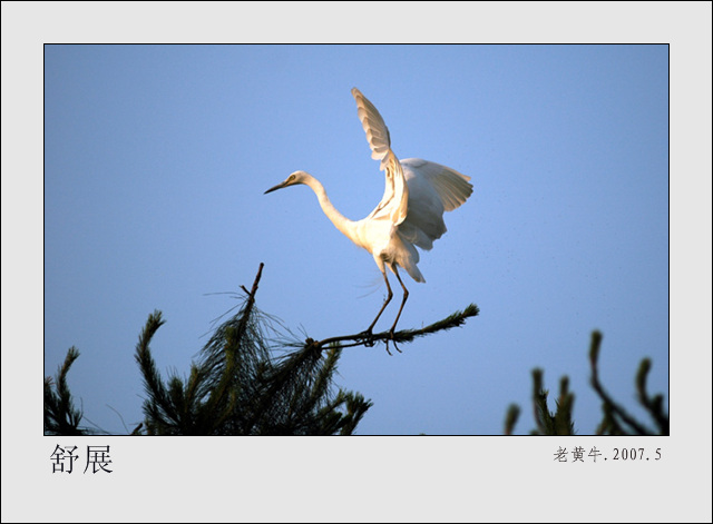 鹭舞晴天3 摄影 老黄牛.