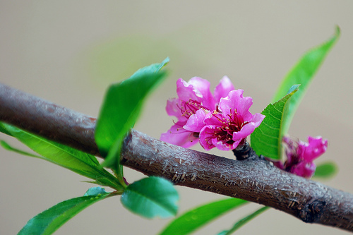 桃花 摄影 YesD80