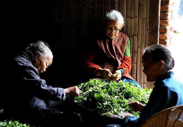 挑茶叶的老姐妹 摄影 雨后_斜阳