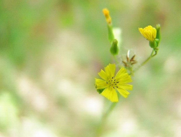 小黄花 摄影 鑫鑫