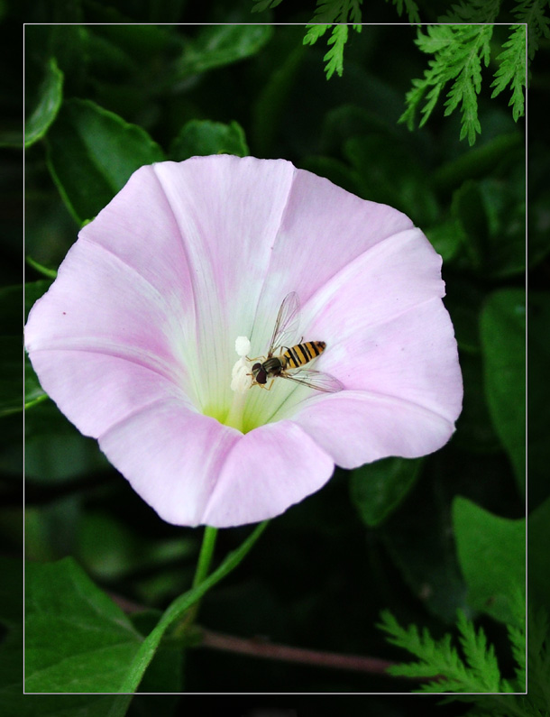 花香如此 摄影 夏日斜阳