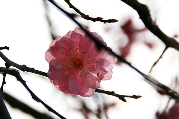 透 摄影 菁菁菁