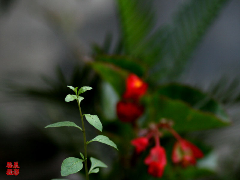 枸杞芽 摄影 骆晨