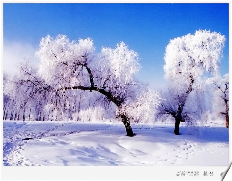 雾凇 摄影 马路天使